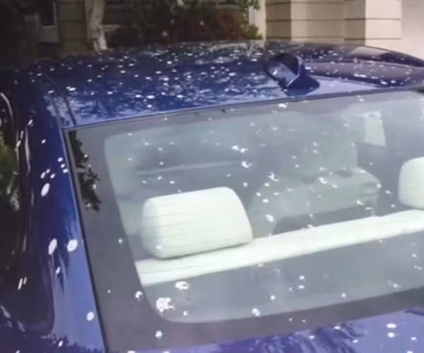 Bird droppings